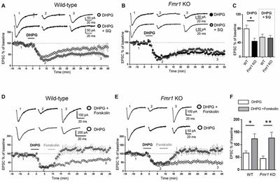 Activation of Serotonin 5-HT7 Receptors Modulates Hippocampal Synaptic Plasticity by Stimulation of Adenylate Cyclases and Rescues Learning and Behavior in a Mouse Model of Fragile X Syndrome